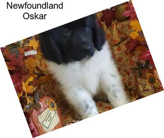 Newfoundland Oskar