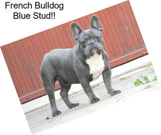 French Bulldog Blue Stud!!