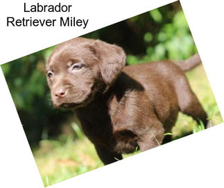 Labrador Retriever Miley