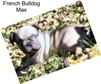 French Bulldog Max