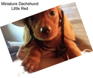 Miniature Dachshund Little Red