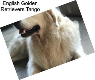 English Golden Retrievers Tango