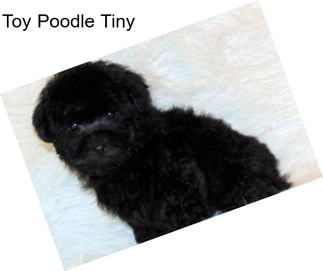 Toy Poodle Tiny