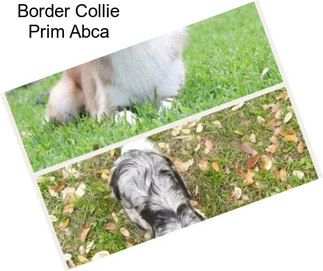 Border Collie Prim Abca