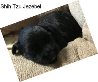 Shih Tzu Jezebel