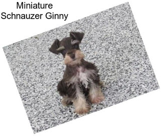 Miniature Schnauzer Ginny