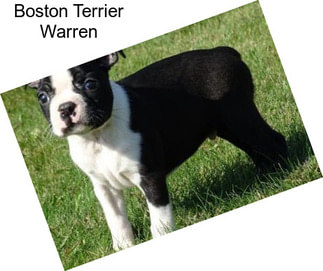 Boston Terrier Warren