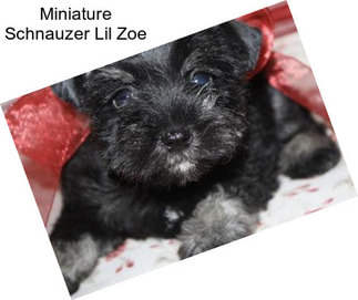 Miniature Schnauzer Lil Zoe