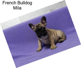 French Bulldog Mila