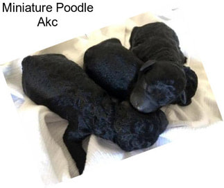 Miniature Poodle Akc