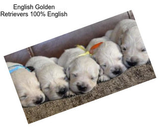 English Golden Retrievers 100% English