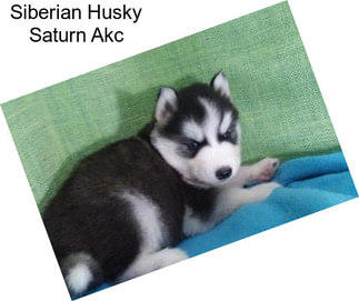 Siberian Husky Saturn Akc
