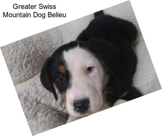 Greater Swiss Mountain Dog Belieu