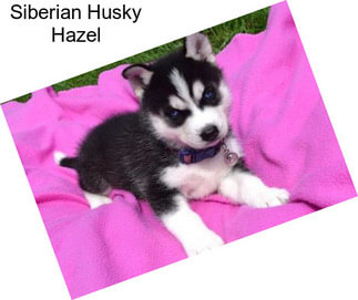 Siberian Husky Hazel