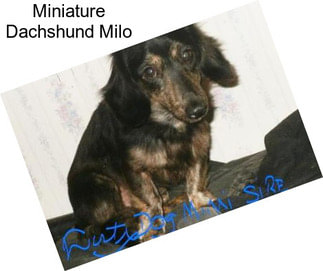 Miniature Dachshund Milo