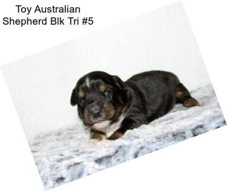 Toy Australian Shepherd Blk Tri #5