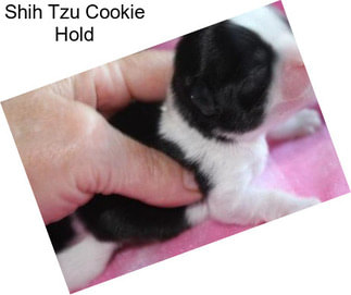 Shih Tzu Cookie Hold