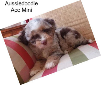 Aussiedoodle Ace Mini