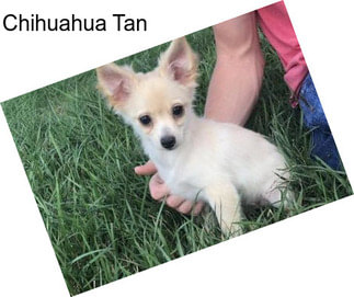 Chihuahua Tan