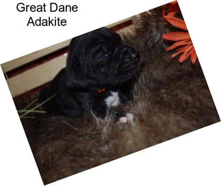 Great Dane Adakite