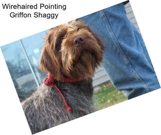 Wirehaired Pointing Griffon Shaggy