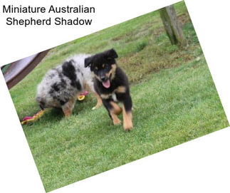 Miniature Australian Shepherd Shadow