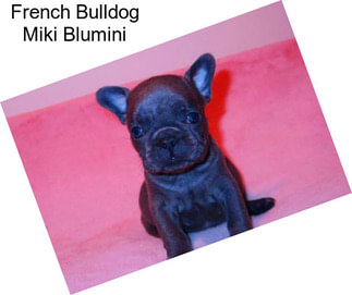 French Bulldog Miki Blumini