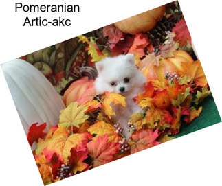 Pomeranian Artic-akc