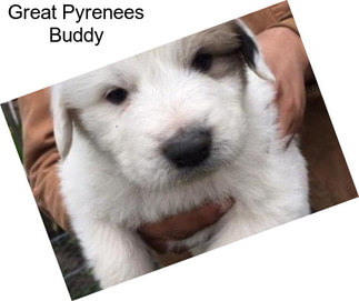 Great Pyrenees Buddy