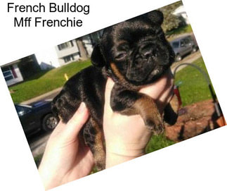 French Bulldog Mff Frenchie