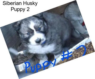 Siberian Husky Puppy 2
