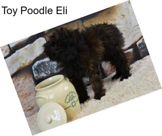 Toy Poodle Eli