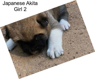 Japanese Akita Girl 2