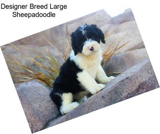 Designer Breed Large Sheepadoodle