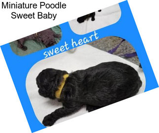 Miniature Poodle Sweet Baby