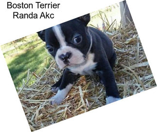 Boston Terrier Randa Akc