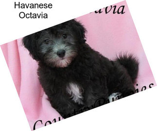 Havanese Octavia