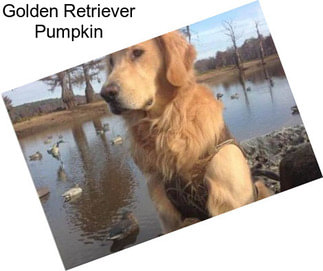 Golden Retriever Pumpkin
