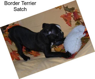Border Terrier Satch