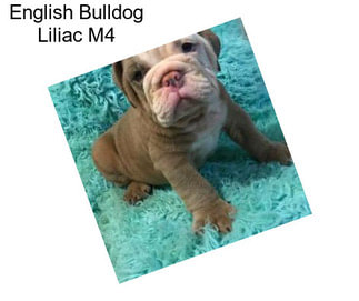 English Bulldog Liliac M4