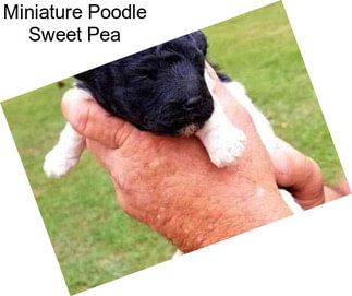 Miniature Poodle Sweet Pea