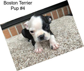 Boston Terrier Pup #4