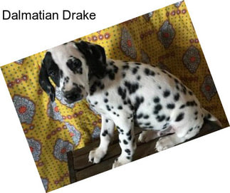 Dalmatian Drake