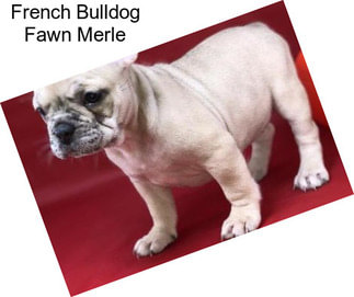 French Bulldog Fawn Merle