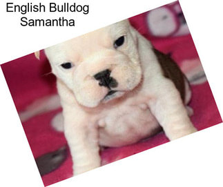 English Bulldog Samantha