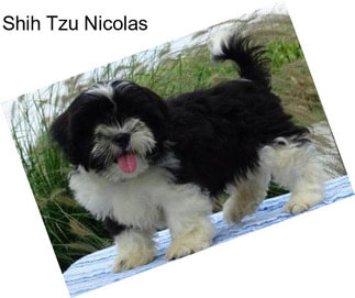 Shih Tzu Nicolas