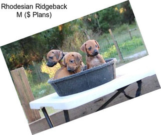 Rhodesian Ridgeback M ($ Plans)