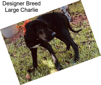 Designer Breed Large Charlie