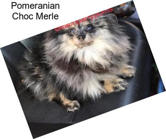 Pomeranian Choc Merle