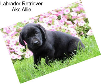 Labrador Retriever Akc Allie